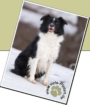 Bild : Balu