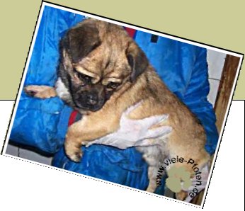 Bild : Hunde