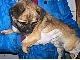 Thumbnail:Hunde