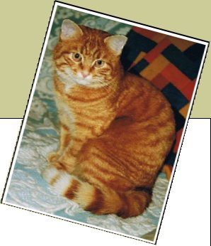 Bild : Katerle