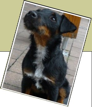 Bild : Mira