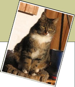 Bild : Socke
