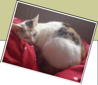 Bild : Trixie