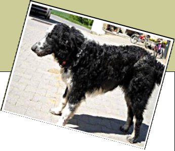 Bild : Sheriff