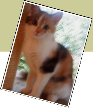 Bild : LISSY