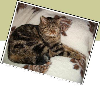 Bild : Kater Karli