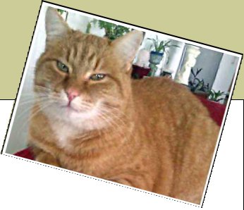 Bild : Dino