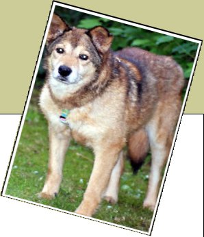 Bild : Peanut