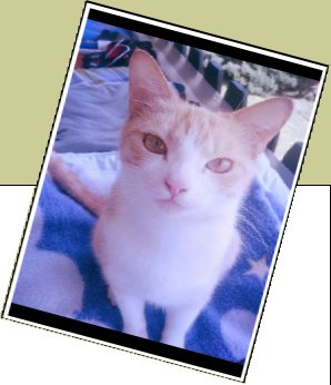 Bild : Gismo