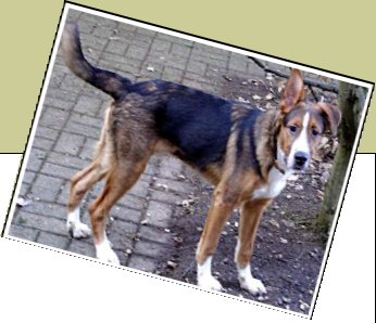 Bild : Santo